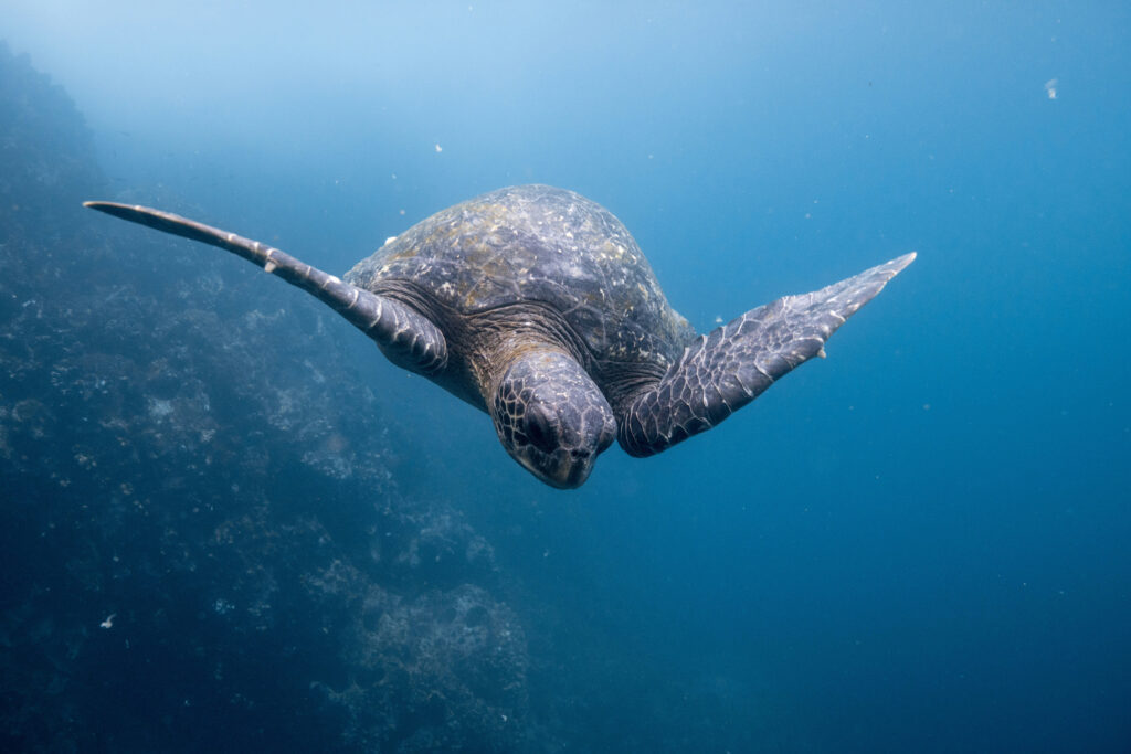 Galápagos: Evolución Natural